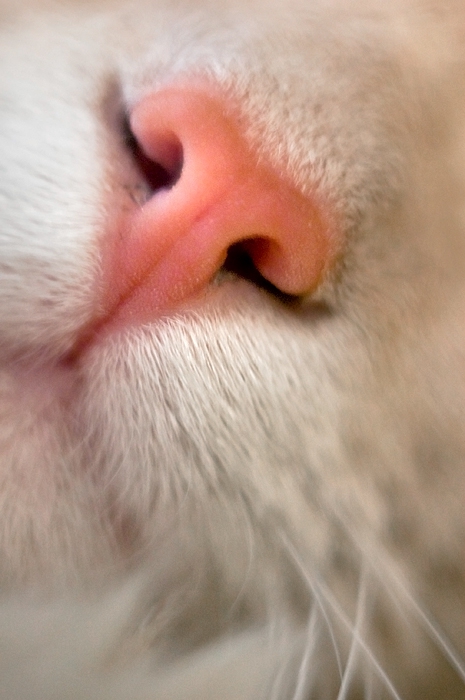 moments from a cat's siesta