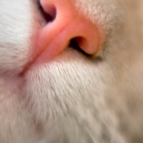 moments from a cat's siesta