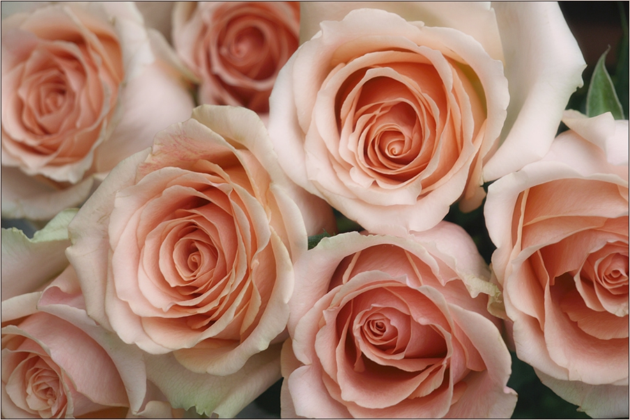 Bed of Roses