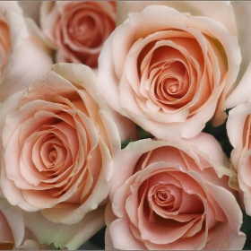 Bed of Roses