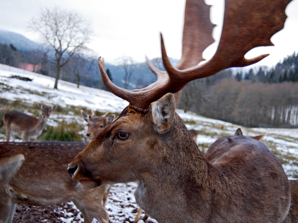 The deer King