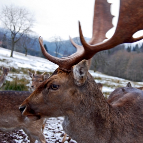 The deer King