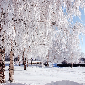 Реси