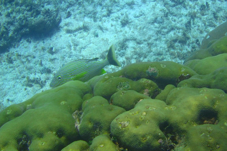 Under water 2