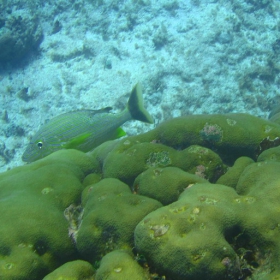 Under water 2