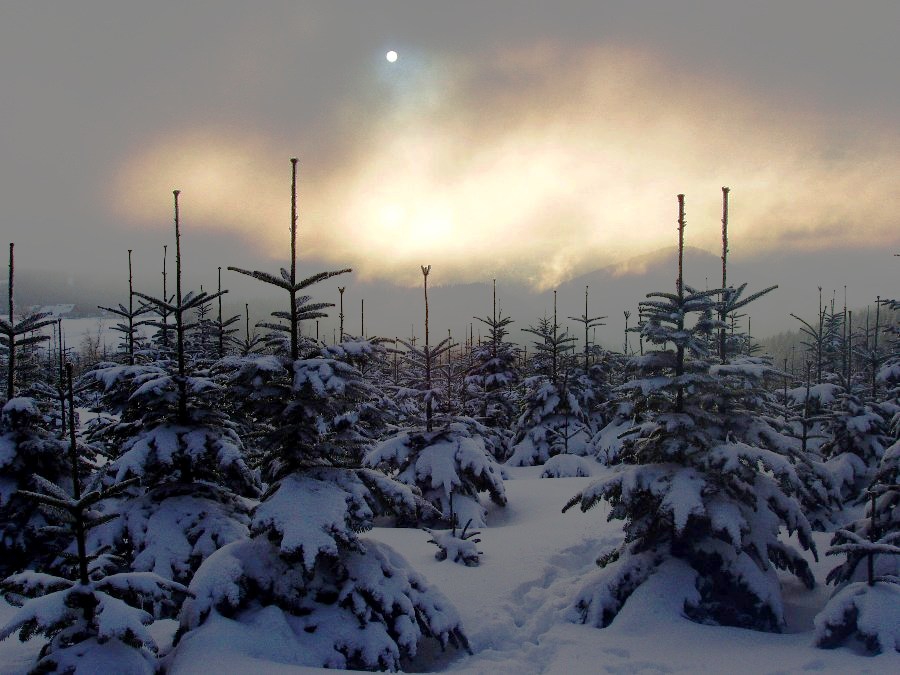 Winter light