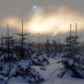Winter light