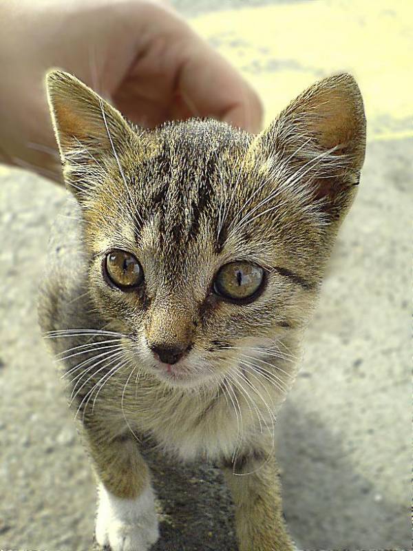 Kote