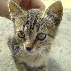 Kote