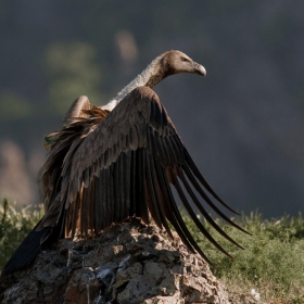 Х е г е м о н    -   Белоглав лешояд (Gyps fulvus)