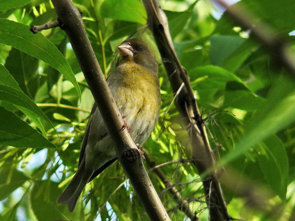 зеленика(Carduelis chloris)-на зелен фон