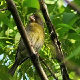 зеленика(Carduelis chloris)-на зелен фон