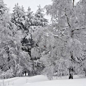 snow trees