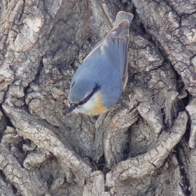 горска зидарка(Sitta europaea)