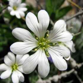 macro flower