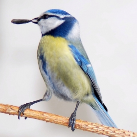 Blue tit Син Синигер със семка.