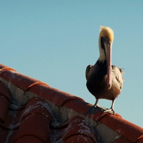 pelican