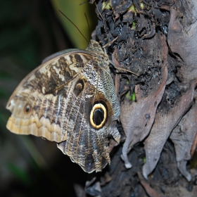 Caligo beltrao(Owl butterfly)