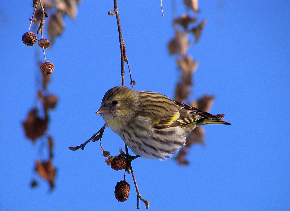 Елшова скатия (Carduelis spinus)