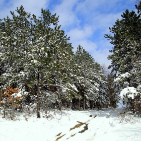 зимно