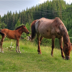 дBама  с  мама  (2)