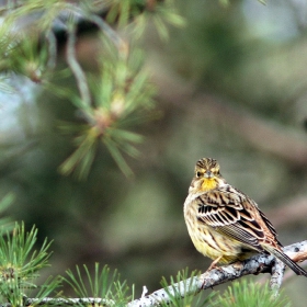 Жълта овесарка (Emberiza citrinella)