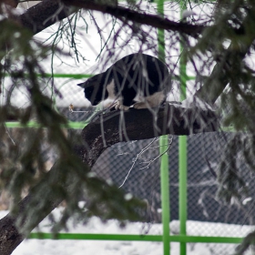 Кацнал на едно дърво - 2