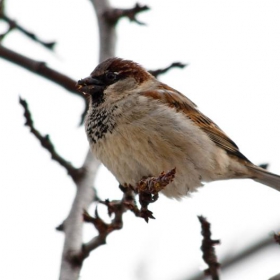 sparrow