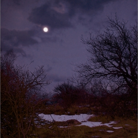 Violet Moon