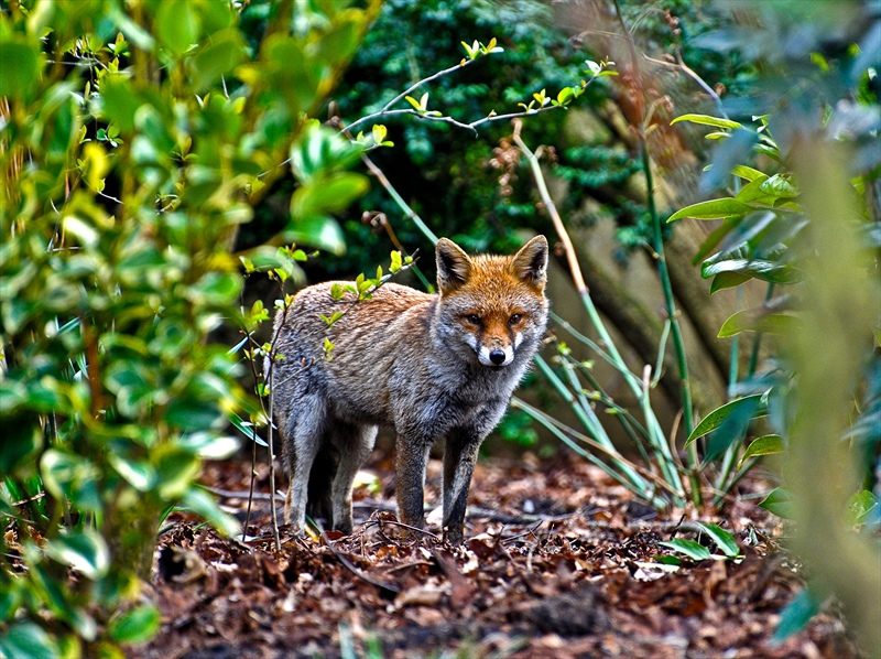 Foxy