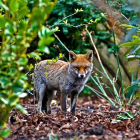 Foxy