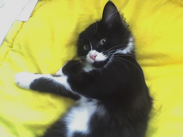 gansta cat