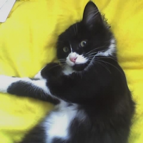 gansta cat