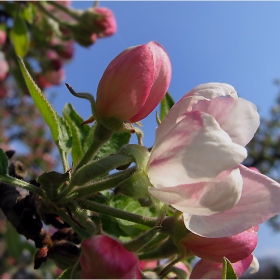 pink spring