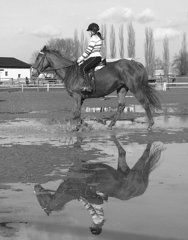 Horse (14. 3. 2008)