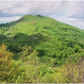 Зелен листец, буково дръвце