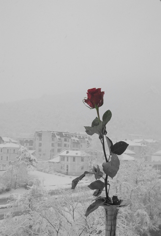 roza ... zimata