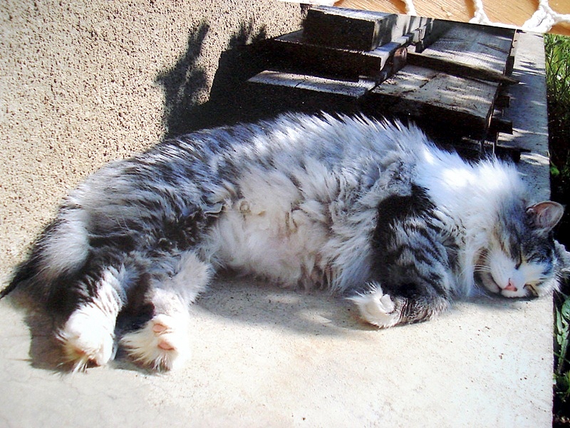 А какво ще кажете за този дундьо, а!?)))