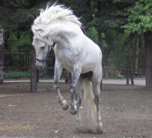 Free Spirit