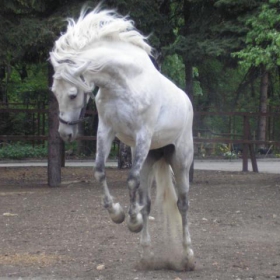 Free Spirit