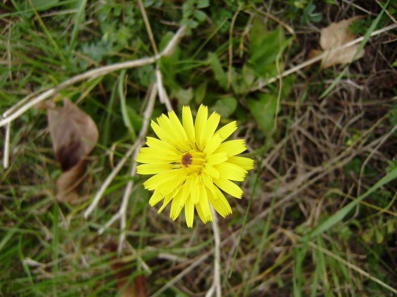 flower2