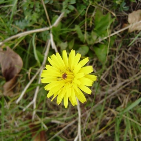 flower2