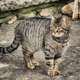 котаракът хамелеон