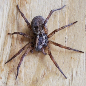 house spider