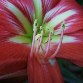 easter lilly