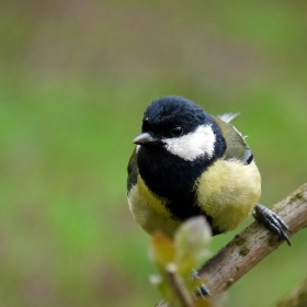 Parus major - Голям синигер