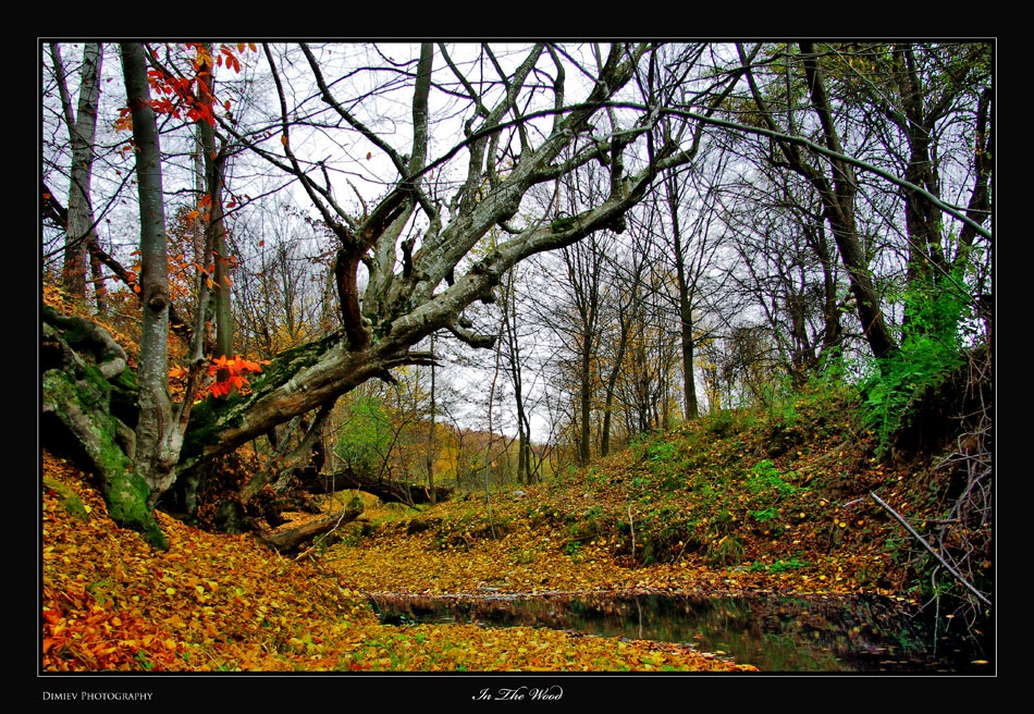 In The Wood - от архива