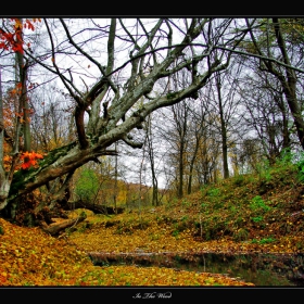 In The Wood - от архива