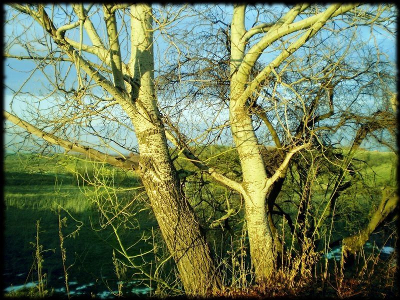 OLD TREE