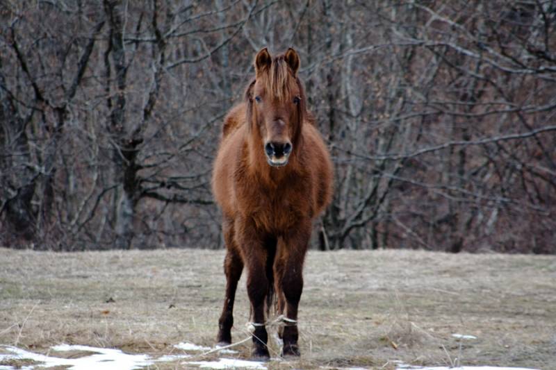 horse